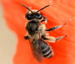 Gemeine Sandbiene (Andrena flavipes) kl.