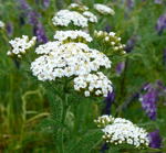 Gemeine Schafgarbe kl.1