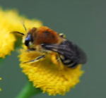 Gemeine Seidenbiene Colletes daviesanus kl.