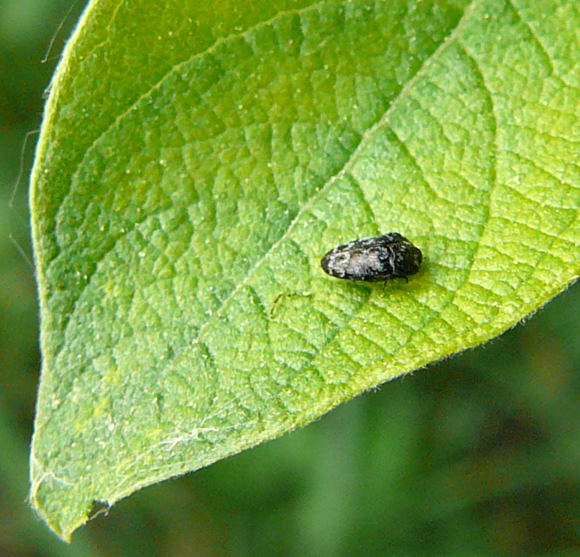 Gemeine Zwergprachtkfer (Trachys minutus)Mai 2011 Viernheimer Wald u. Huett Graben hinter Friedhof 067