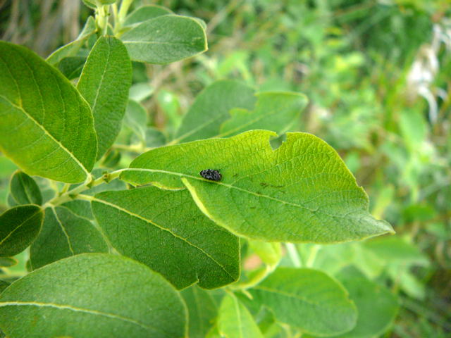 Gemeine Zwergprachtkfer (Trachys minutus) Mai 2011 Viernheimer Wald u. Huett Graben hinter Friedhof 069