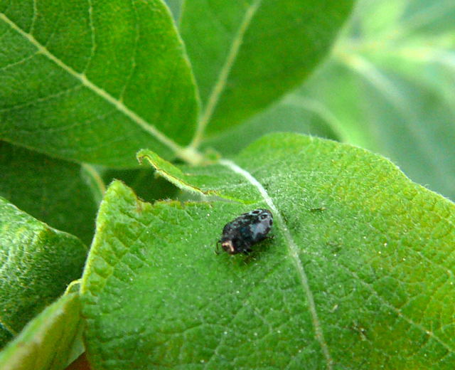 Gemeine Zwergprachtkfer (Trachys minutus) Mai 2011 Viernheimer Wald u. Huett Graben hinter Friedhof 070