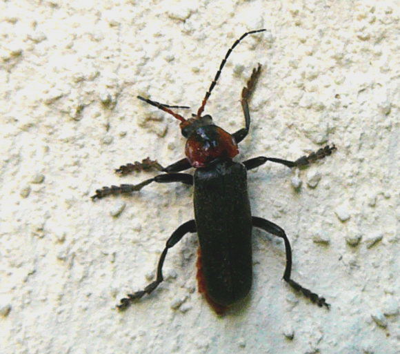 Gemeinen Weichkfer (Cantharis fusca Mai 2011 Viernheimer Wald westlich A67 001