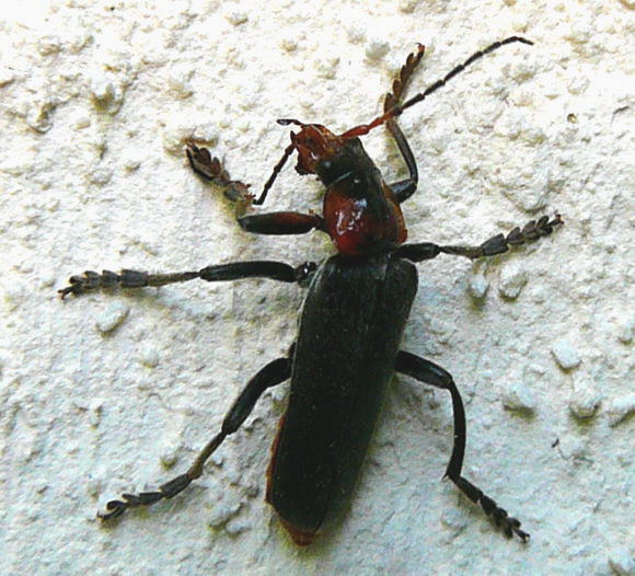Gemeinen Weichkfer (Cantharis fusca Mai 2011 Viernheimer Wald westlich A67 002