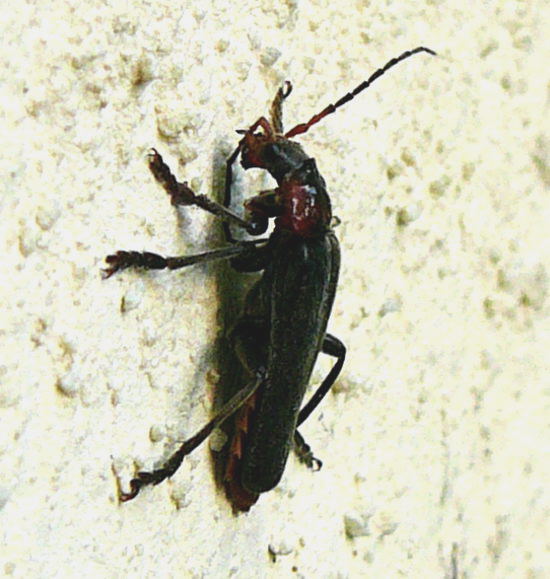 Gemeinen Weichkfer (Cantharis fusca Mai 2011 Viernheimer Wald westlich A67 003
