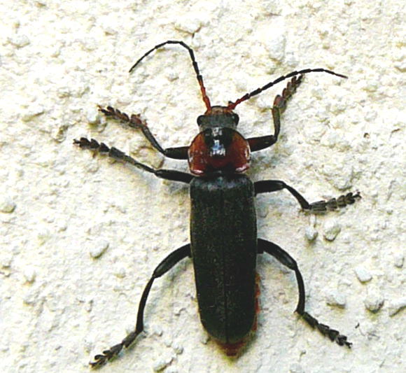 Gemeinen Weichkfer (Cantharis fusca Mai 2011 Viernheimer Wald westlich A67 004