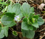 Gemeiner Efeu-Ehrenpreis (Veronica hederifolia ssp. hederifolia kl.