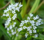 Gemeiner Feldsalat kl.