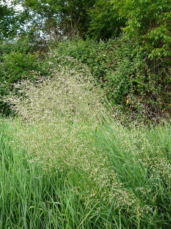 Gemeiner Glatthafer (Arrhenatherum elatius) Mai 2011 Httenfeld Graben am Sportplatz 084