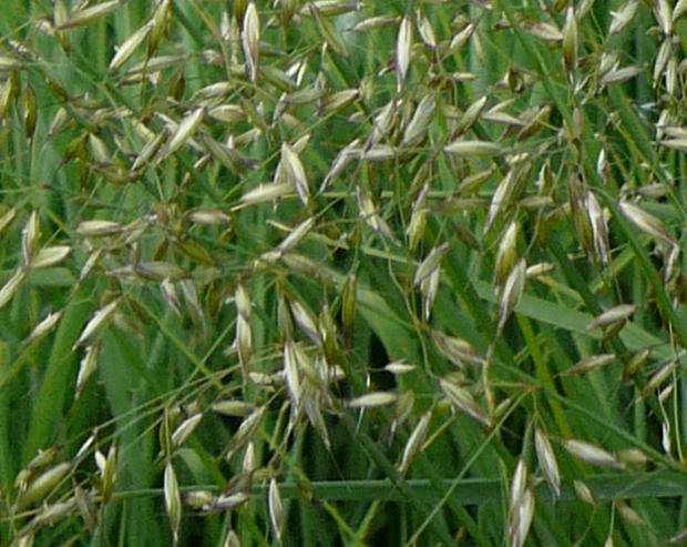 Gemeiner Glatthafer (Arrhenatherum elatius) Mai 2011 Httenfeld Graben am Sportplatz 085a