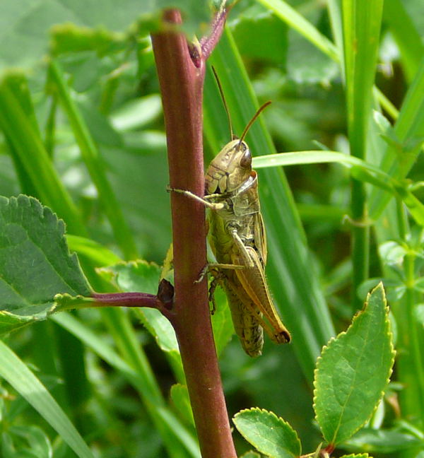 Gemeiner Grashpfer (Chorthippus parallelus) Juli 09 Hirschberg-Grosachsen u. Viernheim 001