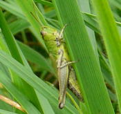 Gemeiner Grashpfer  kl.