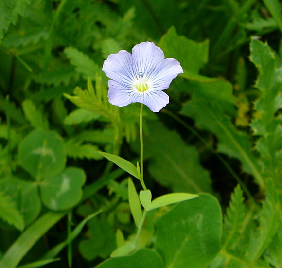 Gemeiner Lein Linum usitatissimum Urlaub 2009 Herkules Sulen u. Benno-Hhle 004a