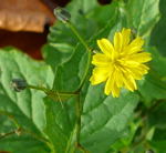 Gemeiner Rainkohl  kl.
