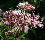 Gemeiner Wasserdost kl.