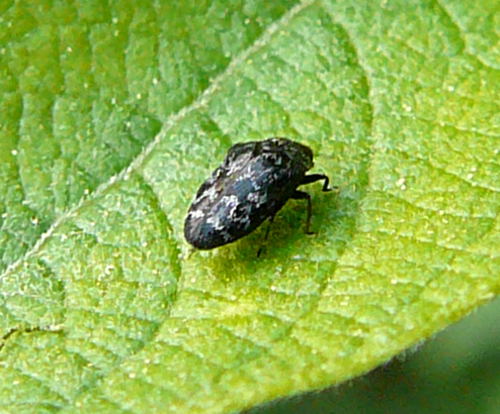 Gemeiner Zwerg-Prachtkfer Mai 2011 Viernheimer Wald u. Huett Graben hinter Friedhof 075