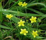 Gemeines Frhlings-Fingerkraut potentilla tabernaemontani kl.