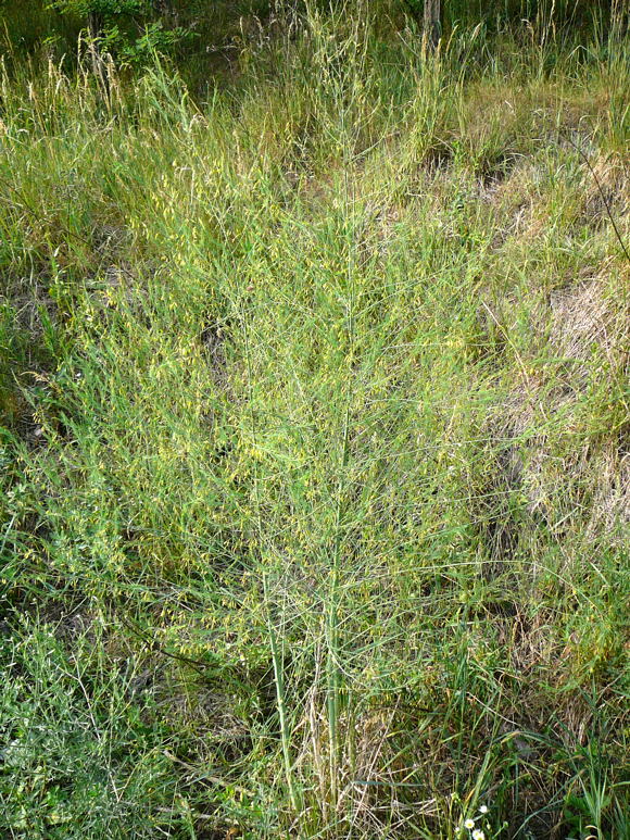 Gemse-Spargel (Asparagus officinalis)  Juni 2011 Viernheimer Heide 024