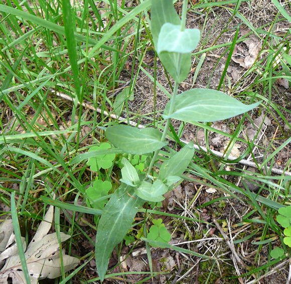 Gewhnlicher Ackerkohl (Conringia . orientalis) Juni 2010 Viernheimer Wald bei Httenfeld Schmetterlinge 127