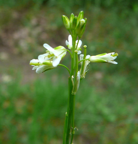 Gewhnlicher Ackerkohl (Conringia orientalis) Juni 2010 Viernheimer Wald bei Httenfeld Schmetterlinge 126