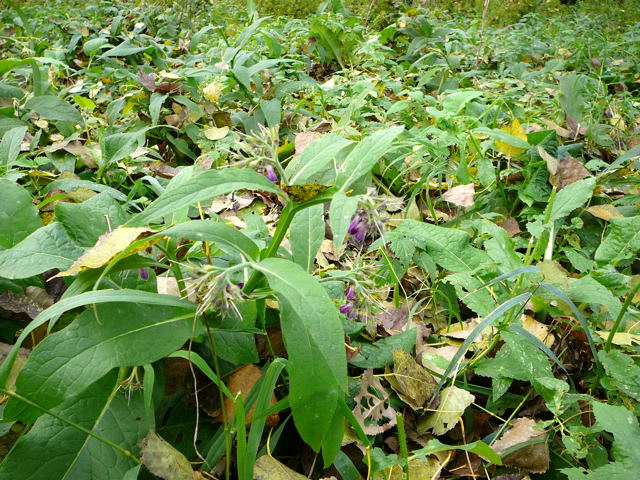 Gewhnlicher Beinwell Symphytum officinale Okt 2010 NSG Biedensand LA 020