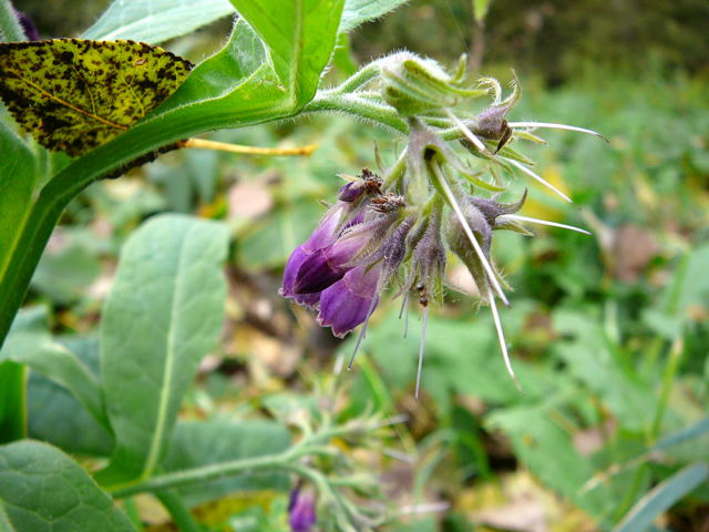 Gewhnlicher Beinwell Symphytum officinale Okt 2010 NSG Biedensand LA 021