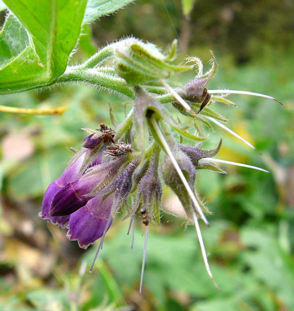 Gewhnlicher Beinwell Symphytum officinale Okt 2010 NSG Biedensand LA 021a