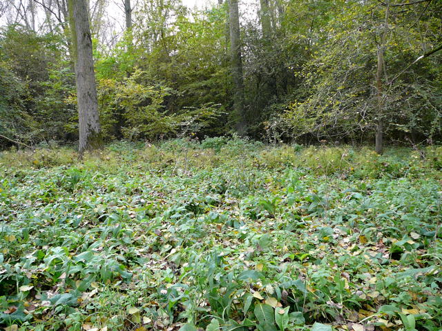 Gewhnlicher Beinwell Symphytum officinale Okt 2010 NSG Biedensand LA 023