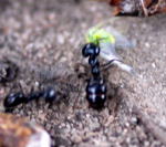 Glnzendschwarze Holzameise kl.