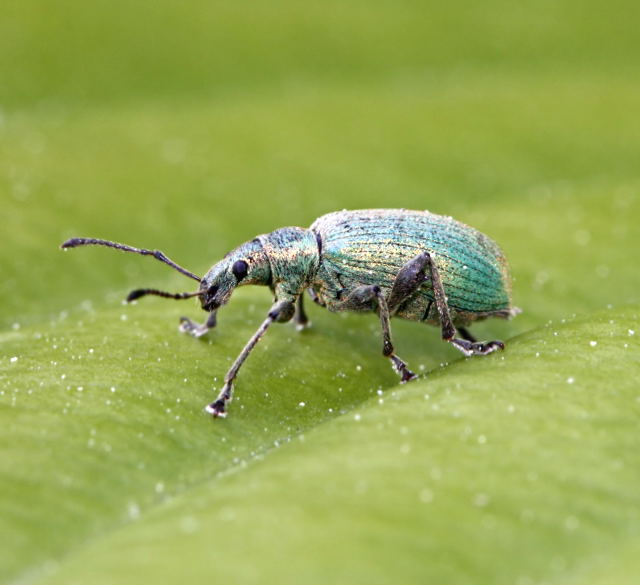Glanzrssler (Phyllobius pomaceus) Mai09-Garten-1-N