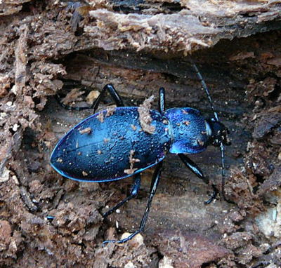 Goldleiste - Carabus violaceus