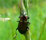 Glatthalsiger Buntgrablufer Poecilus cf. versicolor kl.