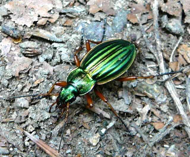 Goldlaufkäfer (Carabus auratus) Juni 2011 Odenwald Wanderung Oberlaudenbach Kreuzberg 026 Goldlaufkäfer (Carabus auratus) Juni 2011 Odenwald Wanderung Oberlaudenbach Kreuzberg 026