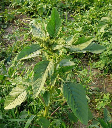 Gr Rauhhaariger Fuchsschwanz Juni 2007 Radtour Httenfeld Waldrand-Feld 001