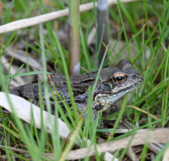 Grasfrosch Rana temporaria Laichstimmung)