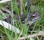 Grasfrosch kl.
