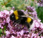 Groe Erdhummel Bombus magnus kl.
