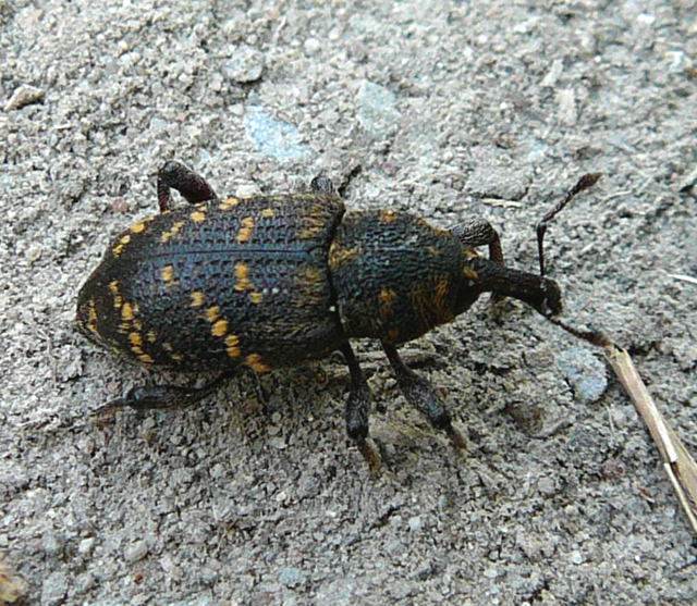 Groer Brauner Rsselkfer (Hylobius abietis) Mai 2011 Viernheimer Wald westlich A67 016