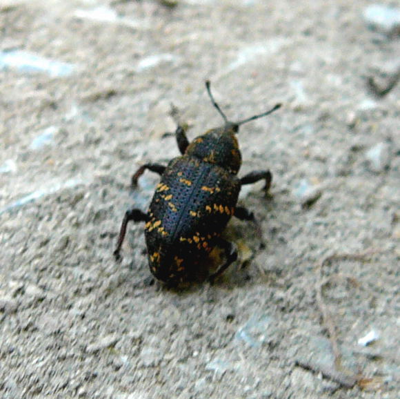 Groer Brauner Rsselkfer (Hylobius abietis) Mai 2011 Viernheimer Wald westlich A67 017