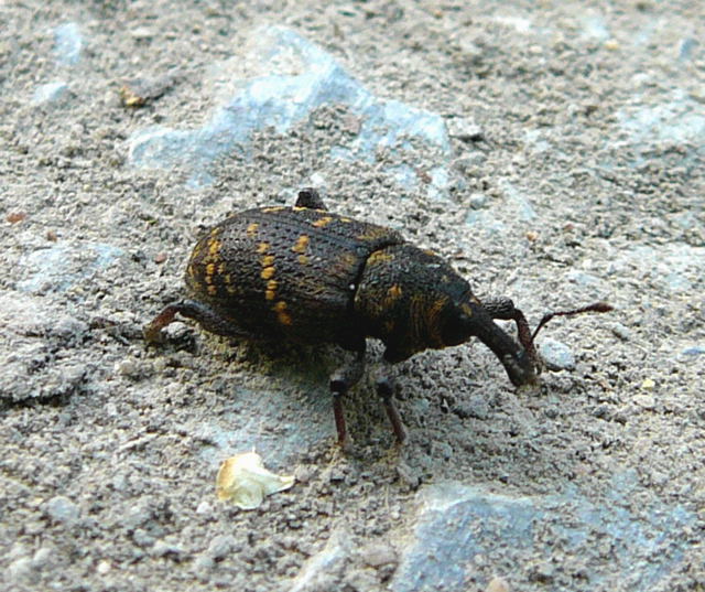 Groer Brauner Rsselkfer (Hylobius abietis) Mai 2011 Viernheimer Wald westlich A67 018