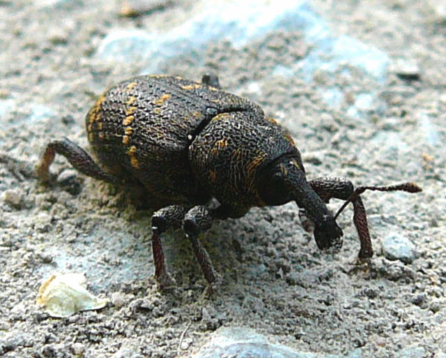 Groer Brauner Rsselkfer (Hylobius abietis) Mai 2011 Viernheimer Wald westlich A67 019