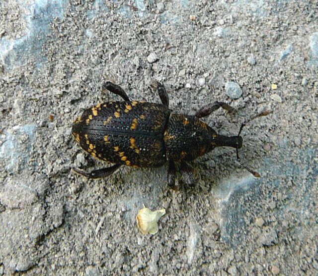 Groer Brauner Rsselkfer (Hylobius abietis) Mai 2011 Viernheimer Wald westlich A67 020