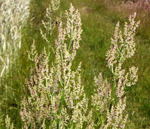 Groer Sauerampfer kl.