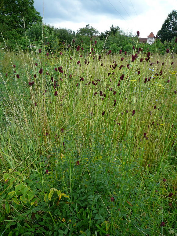 Groer Wiesenknopf Sanguisorba officinalis Juli 09 Huettenfeld Graben Schwebfliegen 023