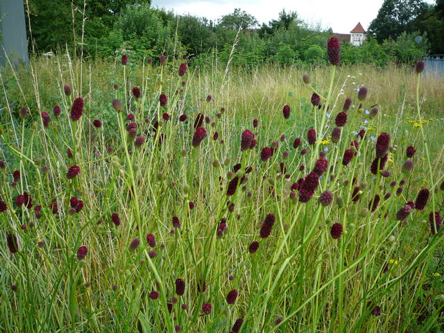 Groer Wiesenknopf Sanguisorba officinalis Juli 09 Huettenfeld Graben Schwebfliegen 024