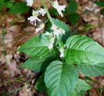 Groes Hexenkraut  kl.