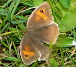 Groes Ochsenauge kl.