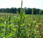 Grnhriger Fuchsschwanz kl.