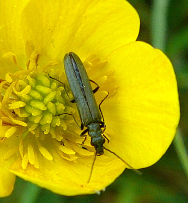 Grünlicher Scheinbockkäfer Oedemera lurida Mai 09 Wildblumen & Insekten Graben Hemsbach 044a Grünlicher Scheinbockkäfer Oedemera lurida Mai 09 Wildblumen & Insekten Graben Hemsbach 044a