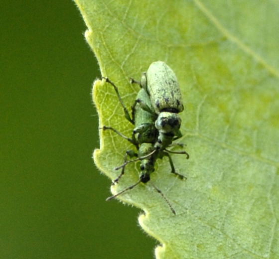 Grnrssler 1 Phyllobius spec. Mai 2011 Biedensand Veilchen und Insekten NIKON 064